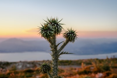 绿叶植物选择性聚焦摄影